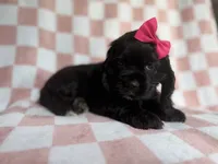 Harper, a female Cocker Spaniel for sale in Lakeland, FL – 6 of 8
