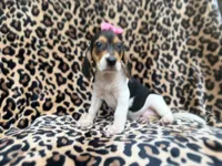 Winnie, a female Beagle for sale in Lakeland, FL – 2 of 9