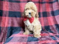 Rover, a male Cockapoo and Poodle - Miniature  for sale in Lakeland, FL – 3 of 8