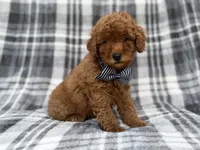 Axel, a male Cavapoo and Poodle - Miniature  for sale in Lakeland, FL – 7 of 9