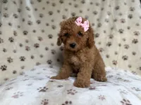 Allison, a female Poodle - Miniature  and Miniature Goldendoodle for sale in Lakeland, FL – 5 of 8