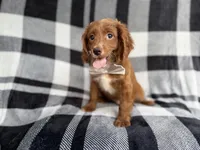 Royal, a male Cavapoo for sale in Lakeland, FL – 4 of 7