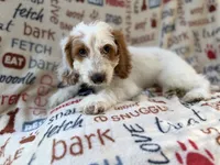 Tony, a male Cockapoo for sale in Lakeland, FL – 3 of 9