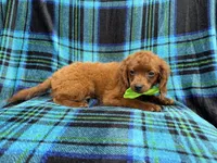 Dakota, a male Cavapoo for sale in Lakeland, FL – 6 of 6