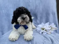 Odie, a male Cavapoo for sale in Lakeland, FL – Photo 8 of 8