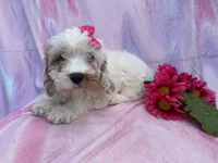 Flower, a female Cavapoo for sale in Lakeland, FL – Photo 9 of 9