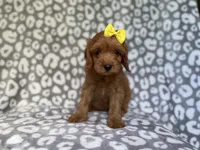 Molly, a female Cavapoo for sale in Lakeland, FL – 9 of 9