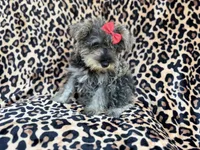 Pixie, a female Miniature Schnauzer for sale in Lakeland, FL – 4 of 9