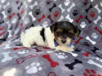 Tuck, a male Yorkshire Terrier for sale in Lakeland, FL – 4 of 8