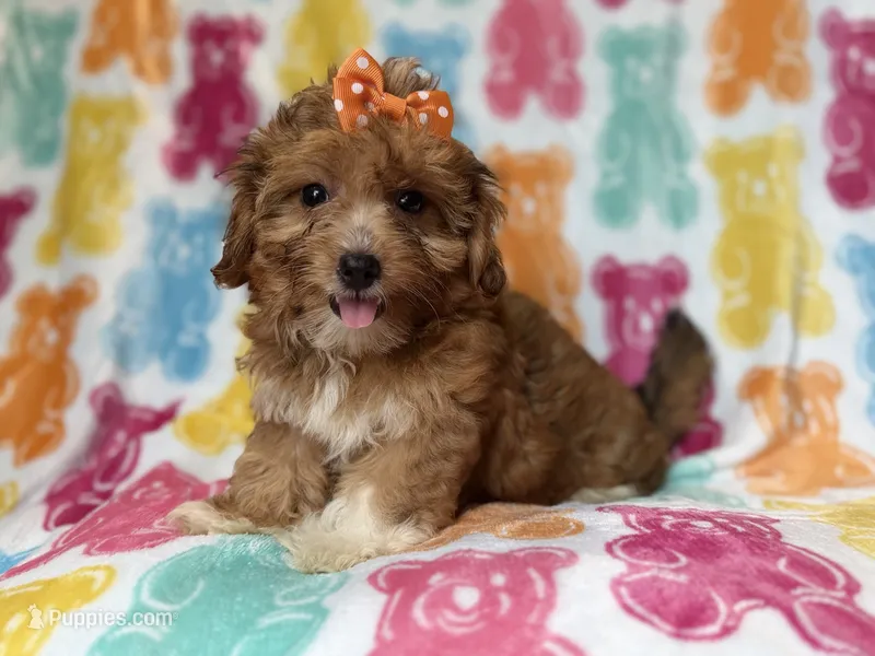 Bree – Yorkipoo puppy for sale in Lakeland, FL