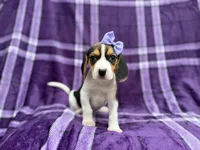 Pooh, a female Beagle for sale in Lakeland, FL – 1 of 8
