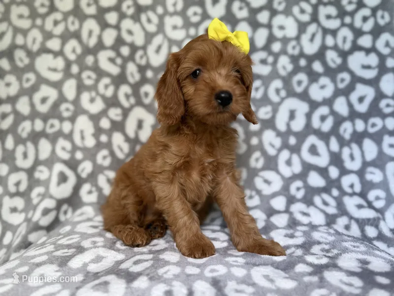 Molly – Cavapoo puppy for sale in Lakeland, FL