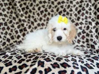 Oakley, a female Cockapoo for sale in Lakeland, FL – 3 of 8