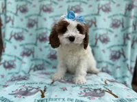 Paris, a female Cavapoo for sale in Lakeland, FL – Photo 8 of 8