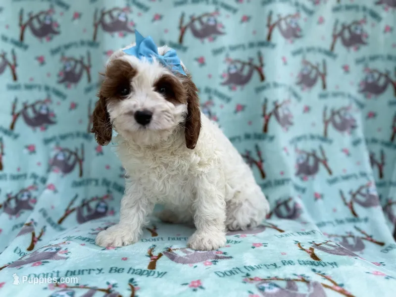 Paris – Cavapoo puppy for sale in Lakeland, FL