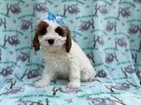Paris, a female Cavapoo for sale in Lakeland, FL – Photo 1 of 8