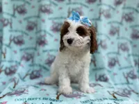 Paris, a female Cavapoo for sale in Lakeland, FL – Photo 6 of 8