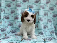 Paris, a female Cavapoo for sale in Lakeland, FL – Photo 2 of 8