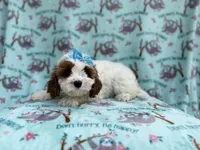 Paris, a female Cavapoo for sale in Lakeland, FL – Photo 3 of 8