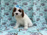 Paris, a female Cavapoo for sale in Lakeland, FL – Photo 7 of 8