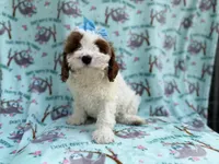 Paris, a female Cavapoo for sale in Lakeland, FL – Photo 4 of 8