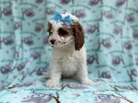 Paris, a female Cavapoo for sale in Lakeland, FL – Photo 5 of 8