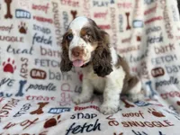 Tripp, a male Cocker Spaniel for sale in Lakeland, FL – 4 of 7