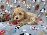 Sonny, a male Bichon Frise and Poodle - Miniature  for sale in Lakeland, FL – Photo 4 of 7
