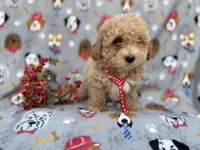 Sonny, a male Bichon Frise and Poodle - Miniature  for sale in Lakeland, FL – Photo 5 of 7