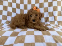 Ohana, a female Miniature Aussiedoodle for sale in Lakeland, FL – 5 of 8