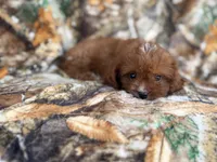 Lucky, a male Cavapoo for sale in Lakeland, FL – 6 of 9