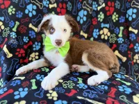 Buck, a male Miniature Australian Shepherd for sale in Lakeland, FL – 8 of 9