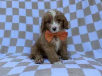 Larry, a male Goldendoodle and Poodle - Miniature  for sale in Lakeland, FL – 8 of 8