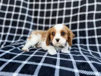 Gunner, a male Cavalier King Charles Spaniel for sale in Lakeland, FL – Photo 6 of 9