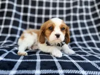 Gunner, a male Cavalier King Charles Spaniel for sale in Lakeland, FL – Photo 5 of 9