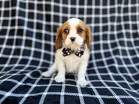 Gunner, a male Cavalier King Charles Spaniel for sale in Lakeland, FL – Photo 8 of 9