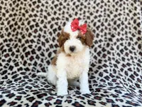 Audrey, a female Cavapoo and Poodle - Miniature  for sale in Lakeland, FL – Photo 8 of 8