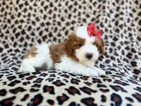 Audrey, a female Cavapoo and Poodle - Miniature  for sale in Lakeland, FL – Photo 3 of 8
