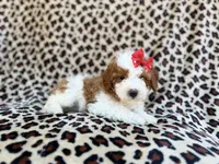 Audrey, a female Cavapoo and Poodle - Miniature  for sale in Lakeland, FL – Photo 2 of 8