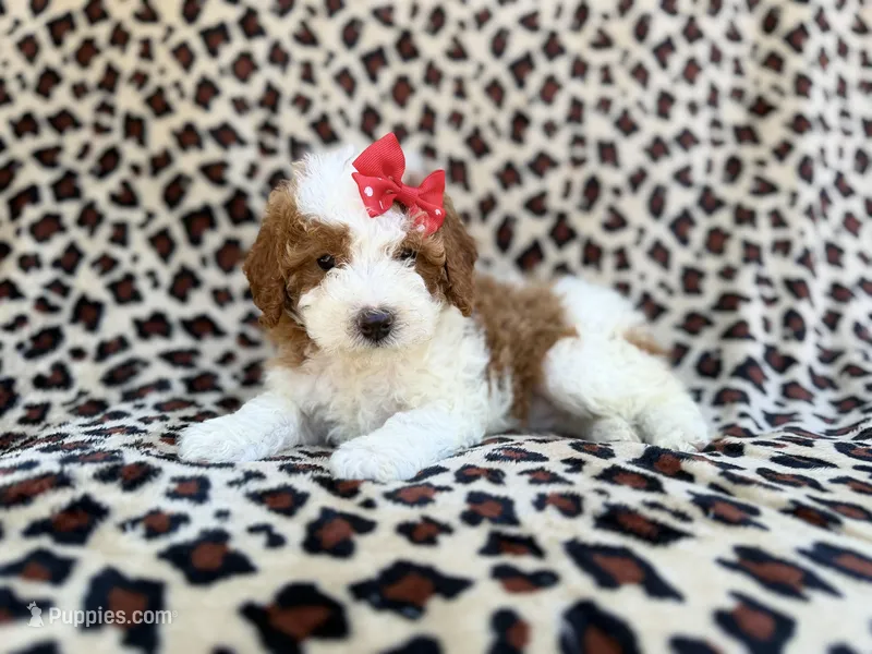 Audrey – Cavapoo, Poodle - Miniature  puppy for sale in Lakeland, FL