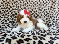 Audrey, a female Cavapoo and Poodle - Miniature  for sale in Lakeland, FL – Photo 1 of 8