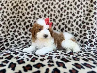 Audrey, a female Cavapoo and Poodle - Miniature  for sale in Lakeland, FL – Photo 7 of 8