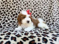 Audrey, a female Cavapoo and Poodle - Miniature  for sale in Lakeland, FL – Photo 6 of 8