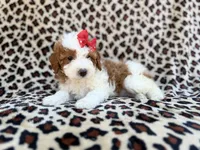 Audrey, a female Cavapoo and Poodle - Miniature  for sale in Lakeland, FL – Photo 5 of 8