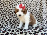 Audrey, a female Cavapoo and Poodle - Miniature  for sale in Lakeland, FL – Photo 4 of 8