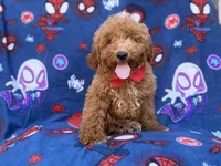 Felix, a male Poodle - Miniature  and Miniature Goldendoodle for sale in Lakeland, FL – 7 of 9