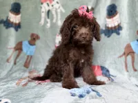 Cocoa, a female Cavapoo for sale in Lakeland, FL – 1 of 8