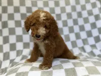 Cosmo, a male Miniature Goldendoodle for sale in Lakeland, FL – 5 of 8