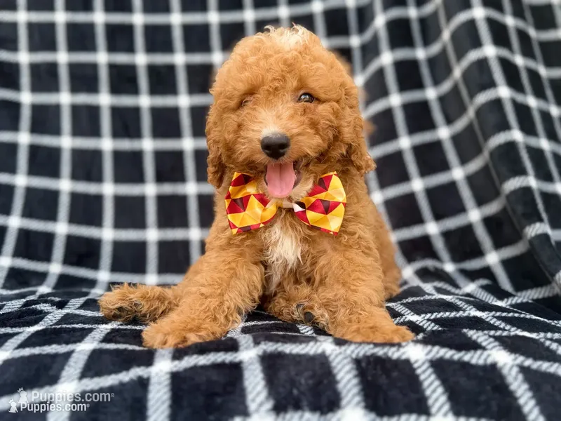 Lenny – Goldendoodle, Poodle - Miniature  puppy for sale in Lakeland, FL