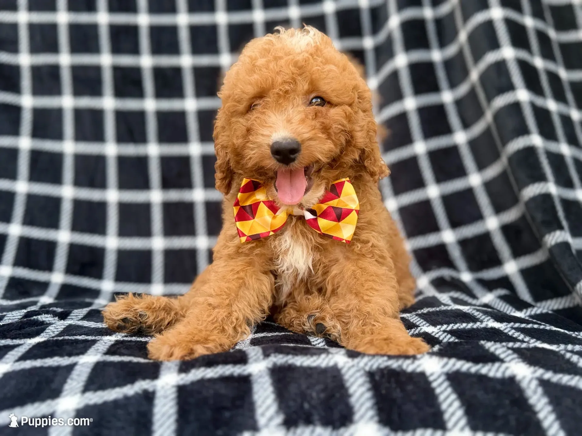 Lenny, a male Goldendoodle and Poodle - Miniature  for sale in Lakeland, FL – 1 of 8